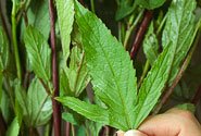 my favourite greens - roselle leaves